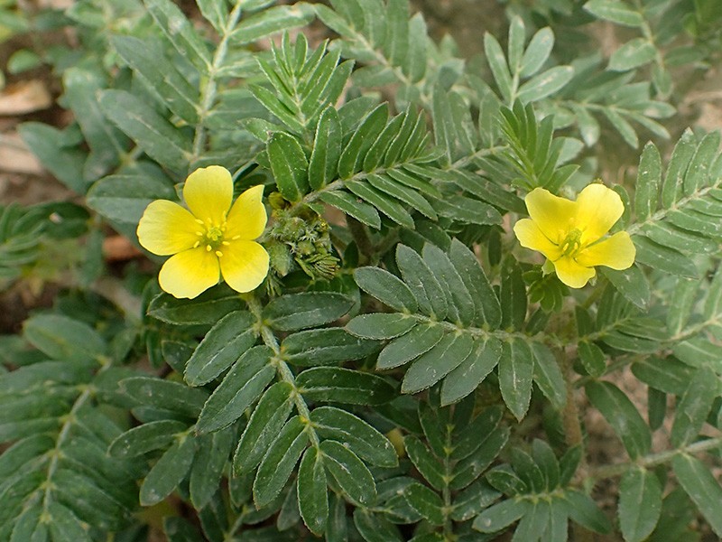Tribulus terrestris: Anabolizante ou afrodisíaco?   